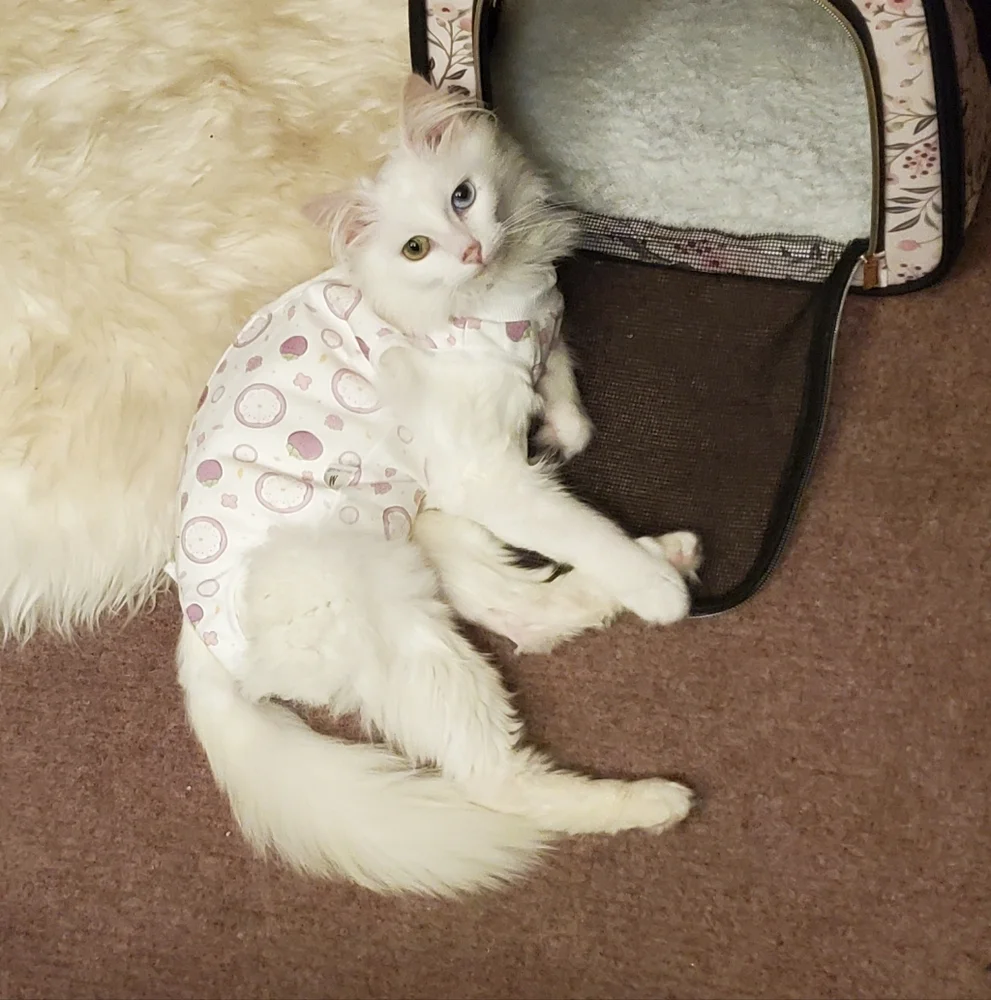 Lot Of 2 Female Cat Recovery Suits, Size M